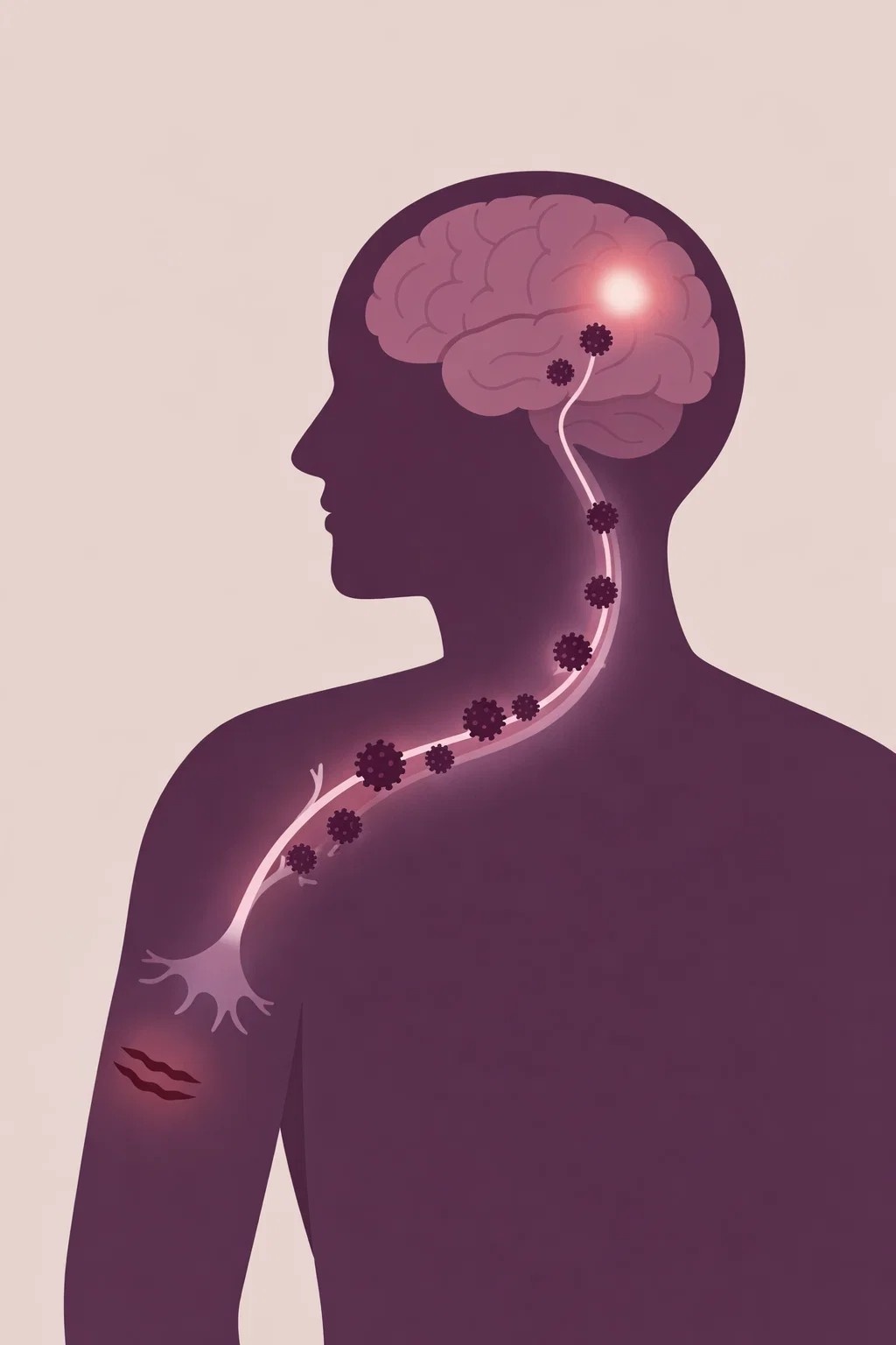 Lyssavirus infection and migration from an animal bite to the central nervous system