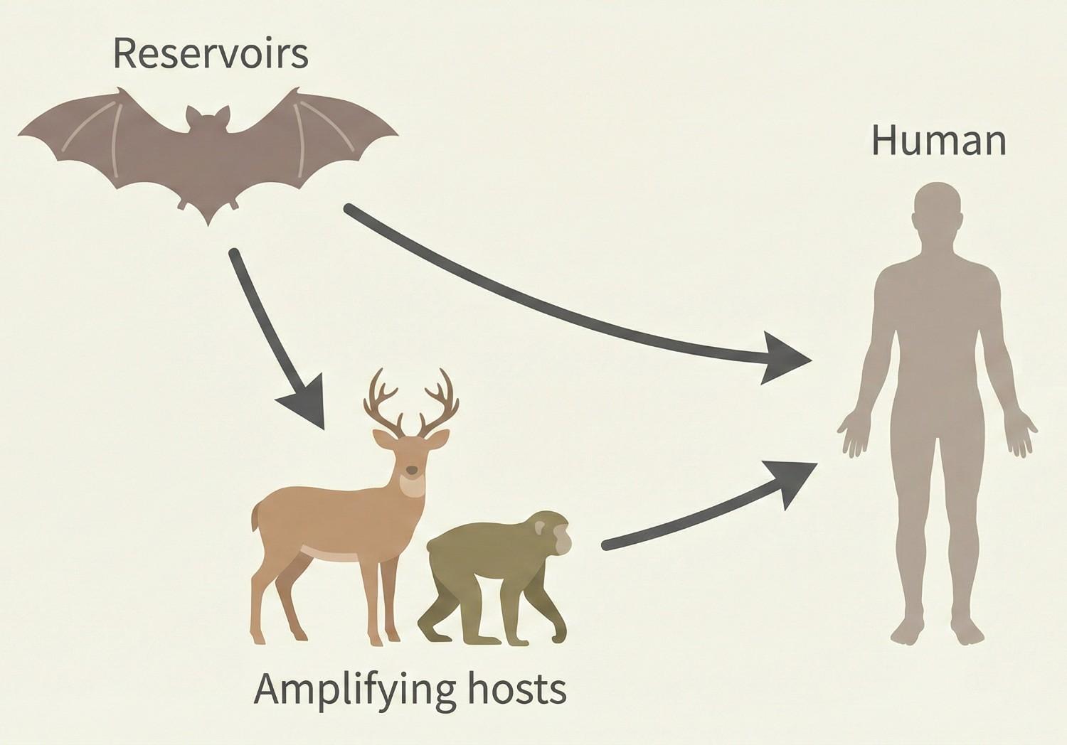 Spillover Pathways From Reservoir Host to Amplifying Animals and Humans